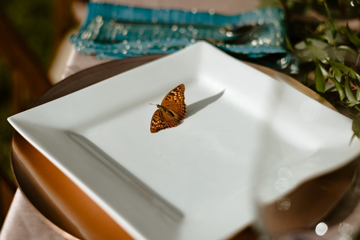 butterfly lands on plate at wedding