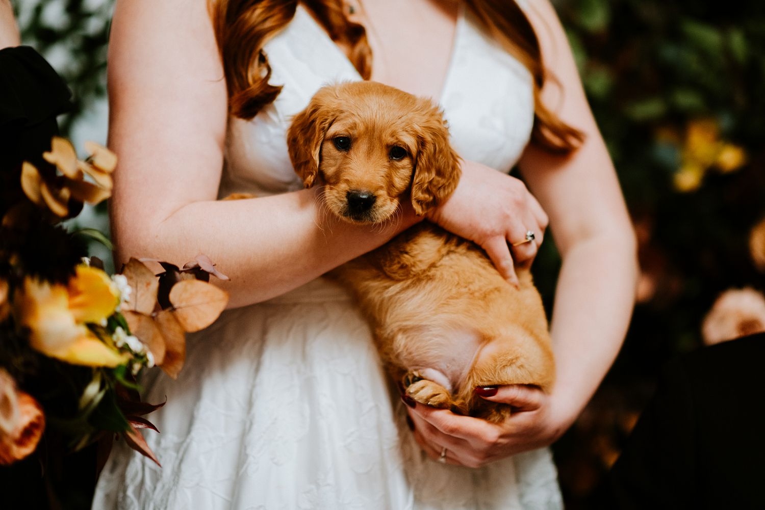 puppy at a wedding