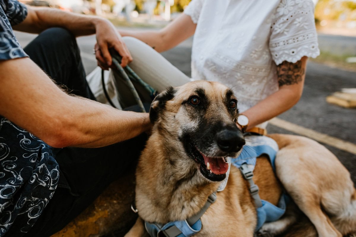 close up of dogs face looking at camera